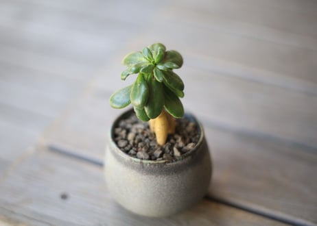 オトンナ　ツベローサ　Othonna tuberosa