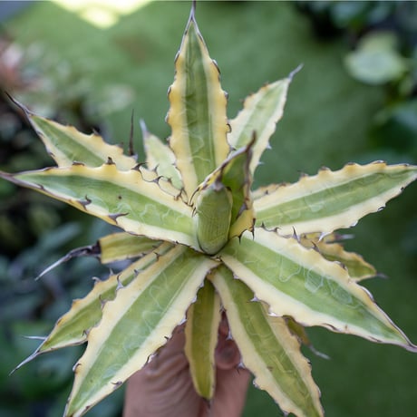 キシロナカンサ | STORES