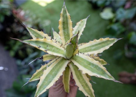 Agave xylonacantha “Frostbite”  NO.3     (G)