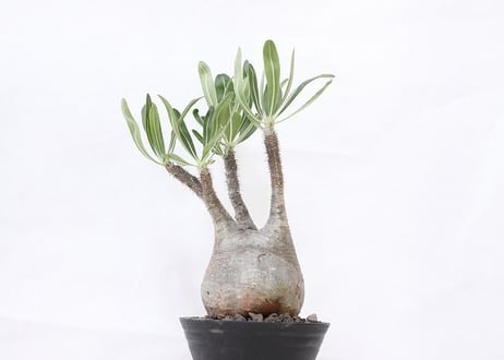 Pachypodium Gracilius パキポディウム  グラキリス  №6　球体株　枝バランス良　緑肌