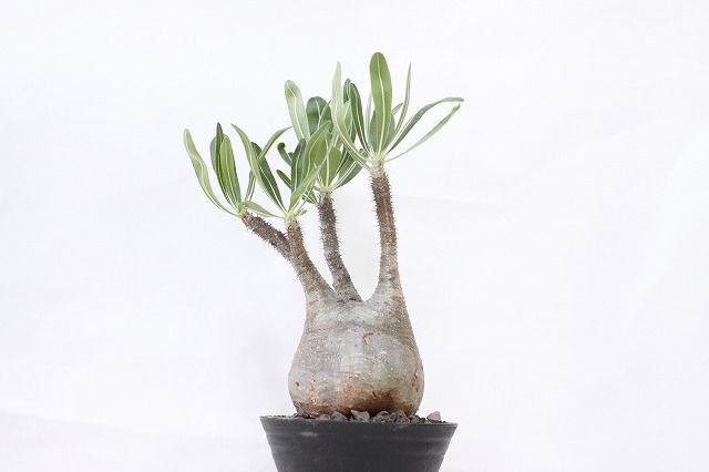 【極上コレ株】迷彩肌・扁平　現地球パキポディウム・グラキリス（短枝・風化枝） 希少の短多枝【グラキリス 発根済 2020年8月輸入 現地株】BH-C45 化粧