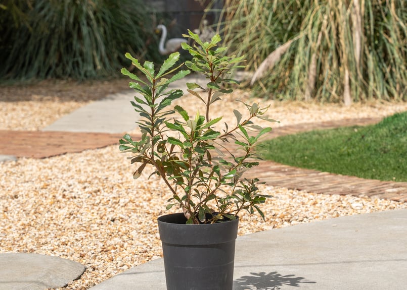 コースト バンクシア | mana's farm:塊根植物・アガベ・ドライガーデン