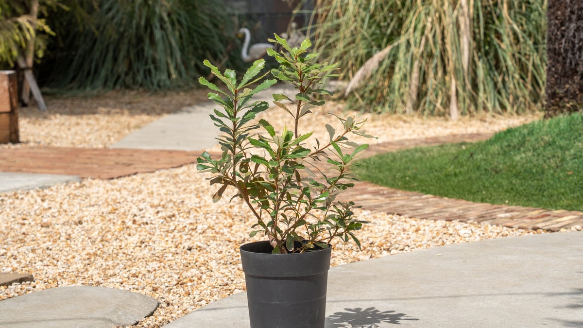 コースト バンクシア | mana's farm:塊根植物・アガベ・ドライ