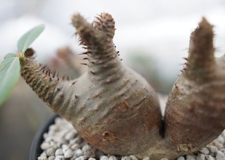 パキポディウム　マカイエンセ　Pachypodium Makayense　NO.2