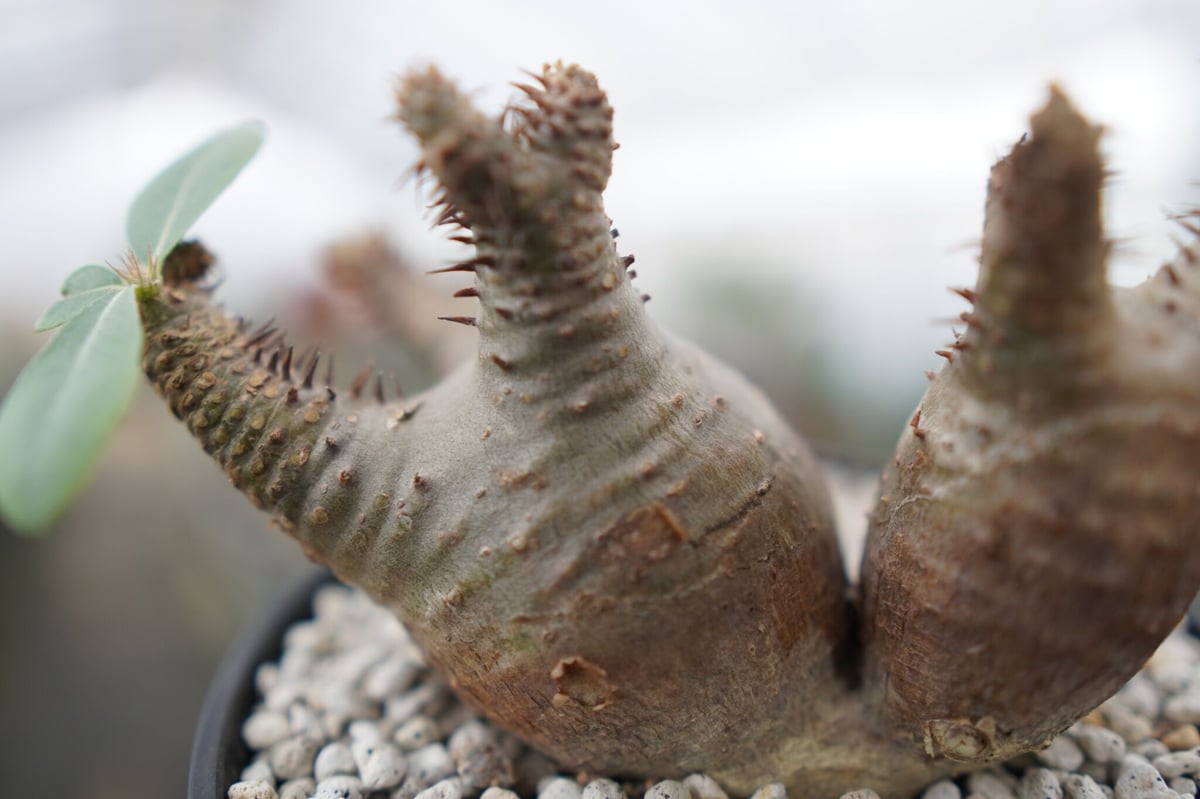 パキポディウム マカイエンセ Pachypodium Makayense NO.2 | man