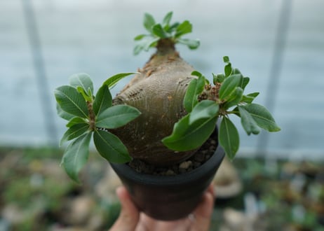 パキポディウム　マカイエンセ　Pachypodium makayense No.3