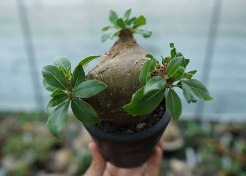 パキポディウム マカイエンセ Pachypodium makayense No.3 | man
