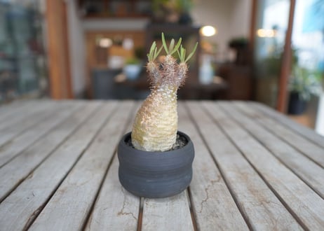 パキポディウム　グラキリス　 Pachypodium Gracilius