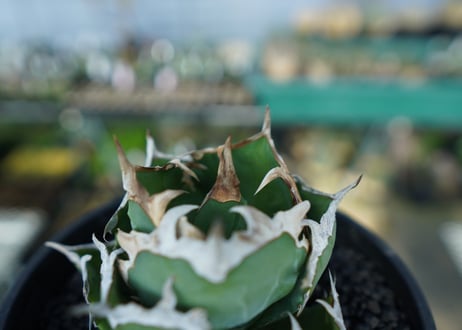 アガベ　チタノタ　螃蟹　Agave Titanota crab
