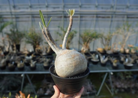 パキポディウム　グラキリス　 Pachypodium Gracilius  No.2
