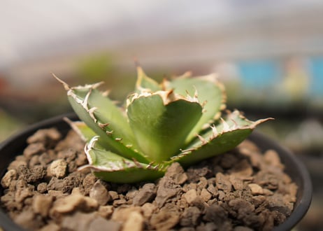 Agave titanota FO-76  A NO.1