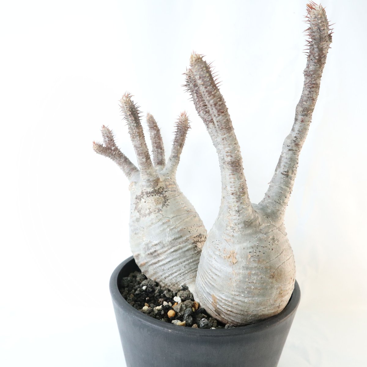 パキポディウム グラキリス 双頭株 №3 | mana's farm:塊根植物