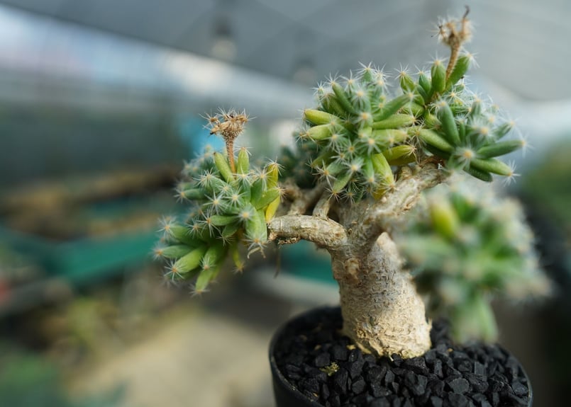 トリコディアデマ デンサム Trichodiadema densum No.2 | mana