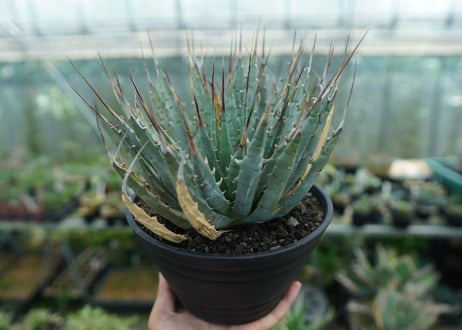 アガベ　ユタエンシス　Agave uthaensis　No.7