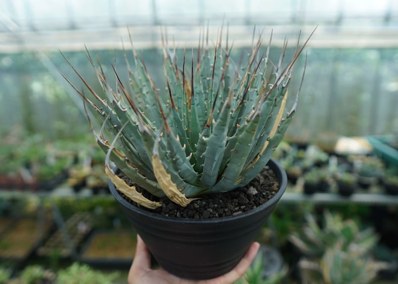 アガベ！ユタエンシス！ アガベ ユタエンシス | hanayoshi-botanical