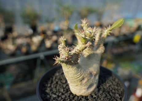 パキポディウム マカイエンセ　Pachypodium makayense　No.7