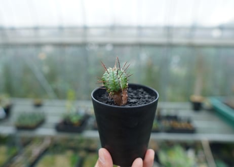 ユーフォルビア　ホリダ　マジョール　Euphorbia horrida major