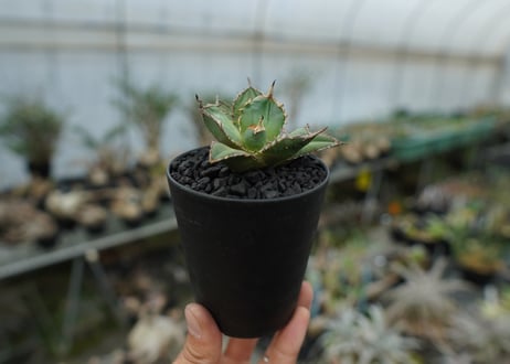 アガベ　チタノタ　FO-76　agave titanota FO-76 No.2