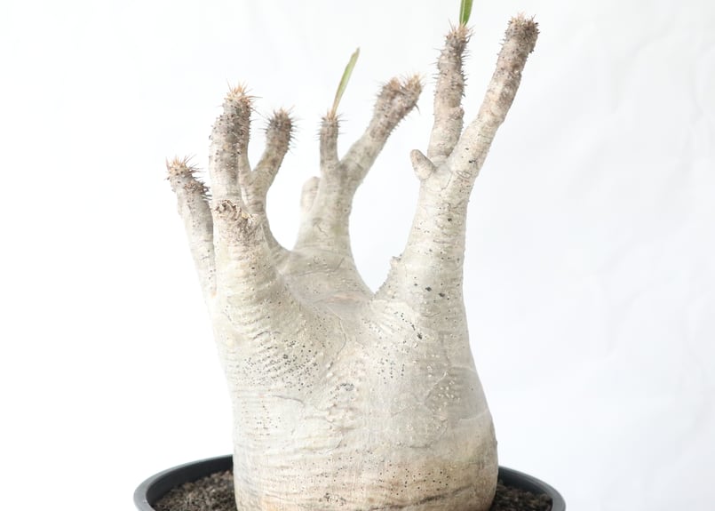 値下げ！塊根植物 パキポディウム　グラキリス　大型 Yahoo!オークション - 3406 「塊根植物」パキポディウム グラキリス XX