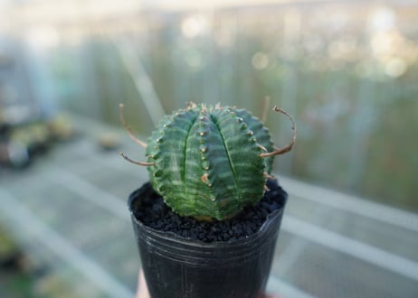 ユーフォルビア　スーパーバリダ　Euphorbia super valida  No.1
