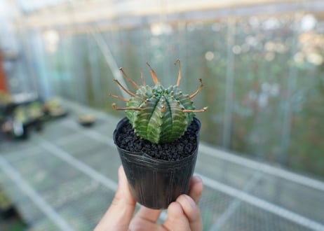 ユーフォルビア　スーパーバリダ　Euphorbia super valida  No.2