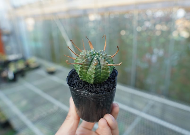 ユーフォルビア スーパーバリダ Euphorbia super valida No.2 |