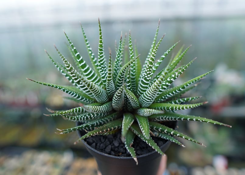 ハオルチア 十二の巻 Haworthia fasciata | mana's farm:塊根植