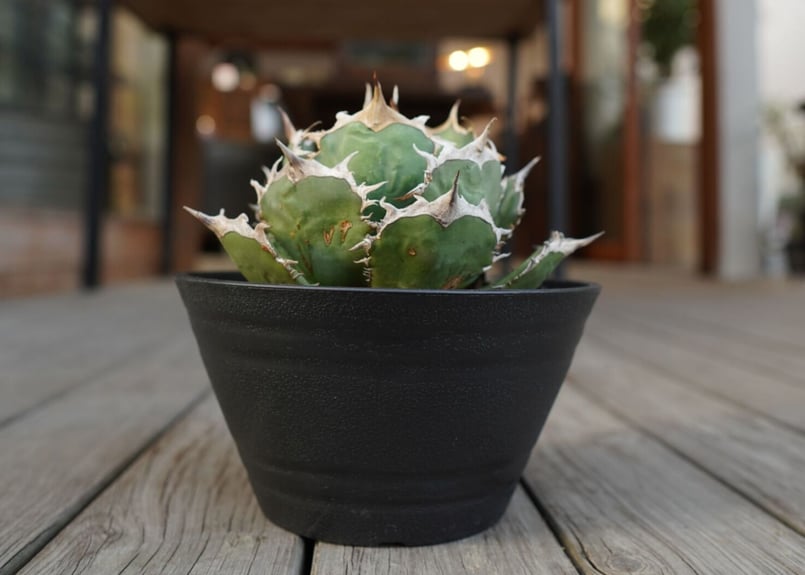 アガベ チタノタ FO-76 Agave titanota ”FO-76