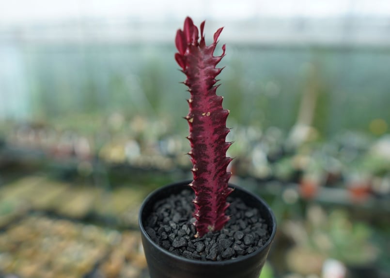 「ユーフォルビア・ポリゴナ 群生株｜赤棘 美株｜鉢付き 多肉植物」 ユーフォルビア・ポリゴナ 群生株｜赤棘 美株｜鉢付き 多肉植物
