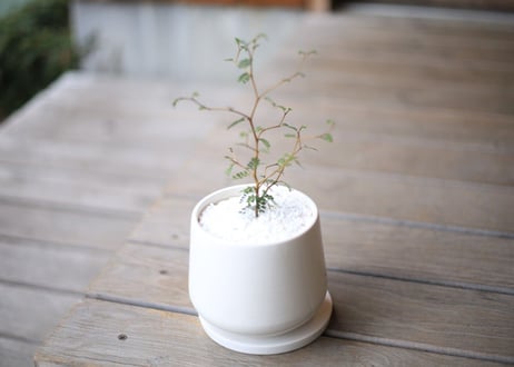 ソフォラ　ミクロフィラ 　 Sophora microphylla