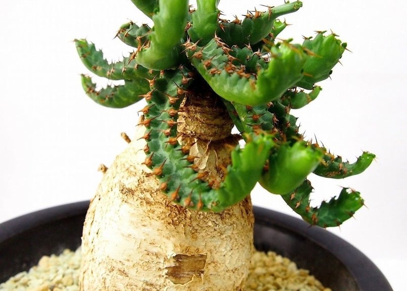 ユーフォルビア ステラータ 飛竜 Euphorbia stellata | mana's g...