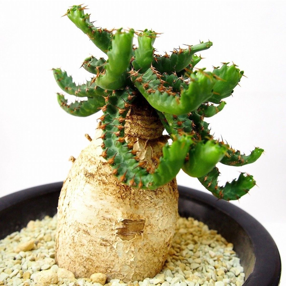 ユーフォルビア ステラータ 飛竜 Euphorbia stellata | mana's f