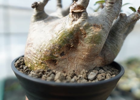 パキポディウム　グラキリス　 Pachypodium Gracilius　No.2