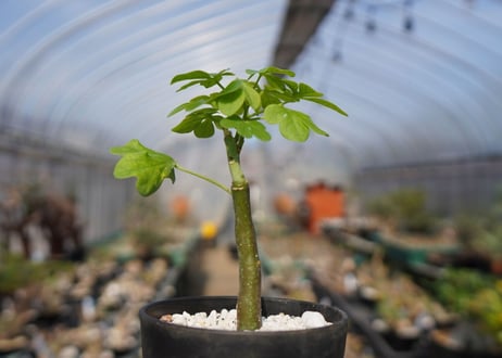 アデニア　グラウカ　Adenia glauca