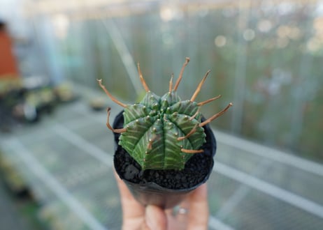 ユーフォルビア　スーパーバリダ　Euphorbia super valida  No.2