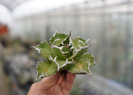 Agave titanota  Crab 螃蟹  NO.7