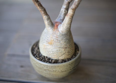 グラキリス　 Pachypodium Gracilius