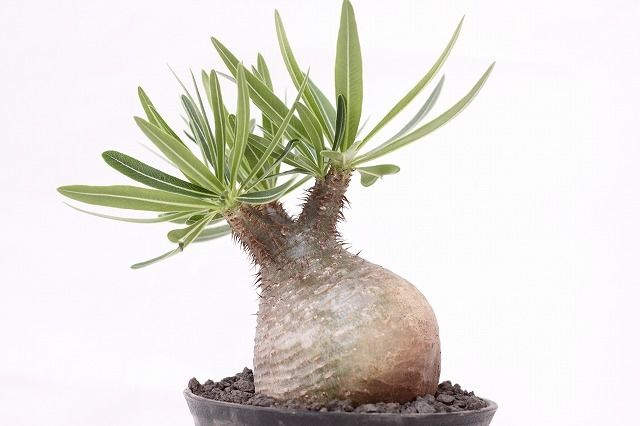 パキポディウム・グラキリス　赤肌緑肌　発根済み ザ・ファームセレクト][送料無料]パキポディウム：グラキリス（赤肌系