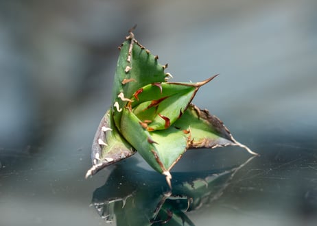 CATEGORY アガベ | mana's farm:塊根植物・アガベ・ドライガーデン植物