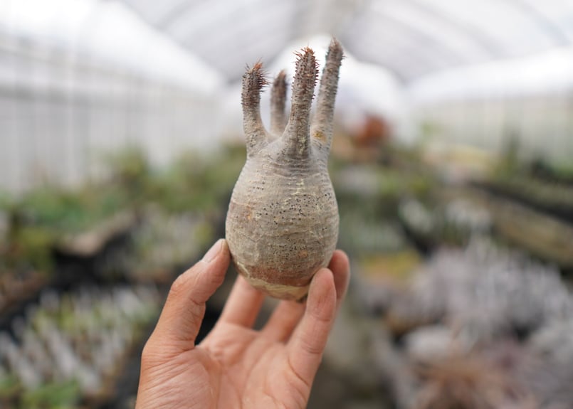 パキポディウム・グラキリス 抜き苗 〈27〉 | mana's farm