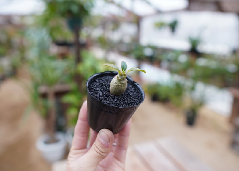 yuyu パキポディウム ウィンゾリー 10粒 塊根植物 種子 plants230322a105_1-247x296.jpg