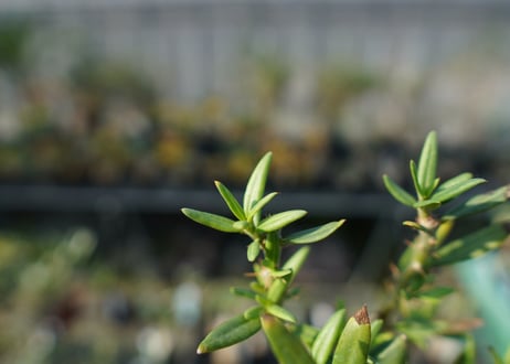 パキポディウム　ビスピノーサム　Pachypodium bispinosum No.1