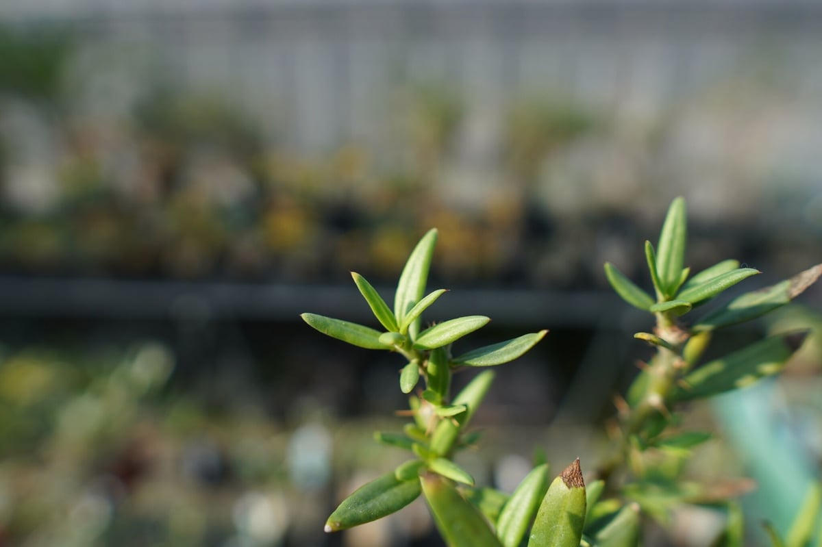 パキポディウム ビスピノーサム Pachypodium bispinosum No.1 | m