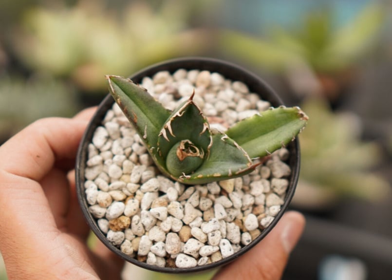 Agave titanota ”arrow” カキコ No.5 | mana's farm:塊