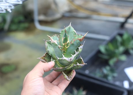 Agave titanota fo-76