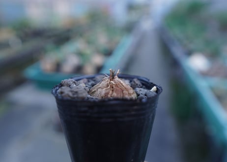 亀甲竜　Dioscorea elephantipes　No.4