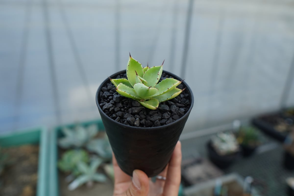 アガベ マクロアカンサ×ポタトラム Agave macroacantha×potatorum