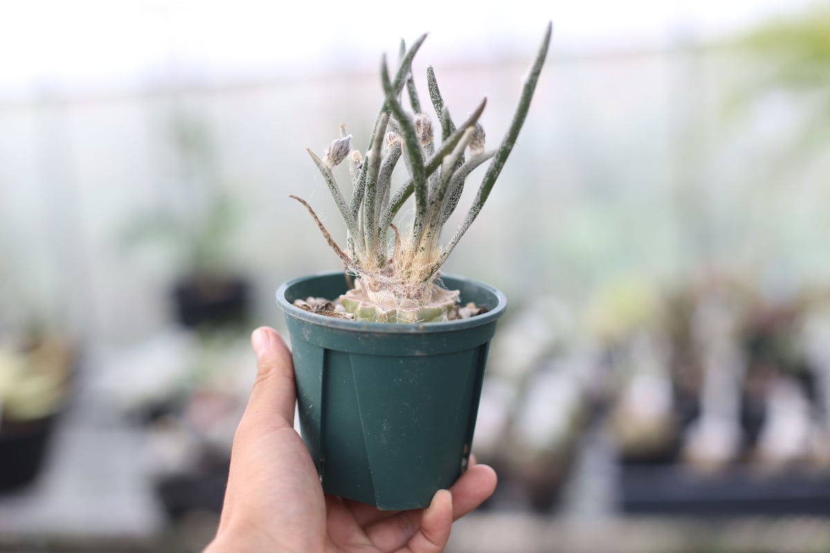 アストロフィツム カプトメデューサ | mana's farm:塊根植物・アガベ