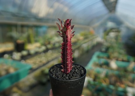 ユーフォルビア　紅彩雲閣　Euphorbia trigona f. rubra　No.1