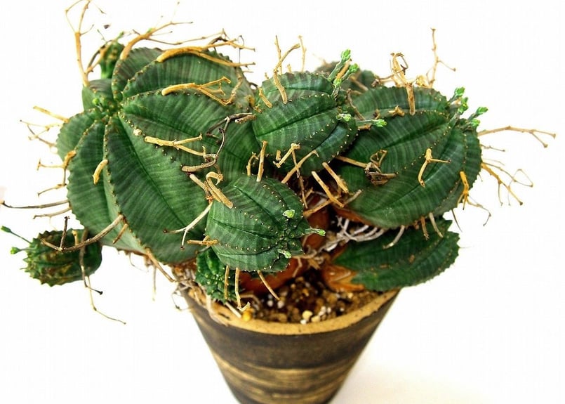 ユーフォルビアバリダ　群生　10年程管理 ユーフォルビアバリダ 群生 10年程管理 ユーフォルビアバリダ 群生 10